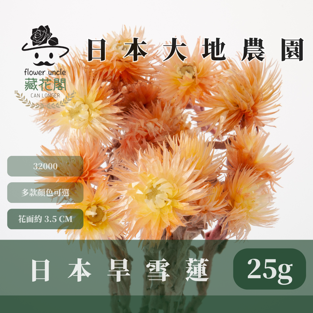 3200-0 日本旱雪蓮 シルバーデージー 日本大地農園 25g 原裝 日本進口