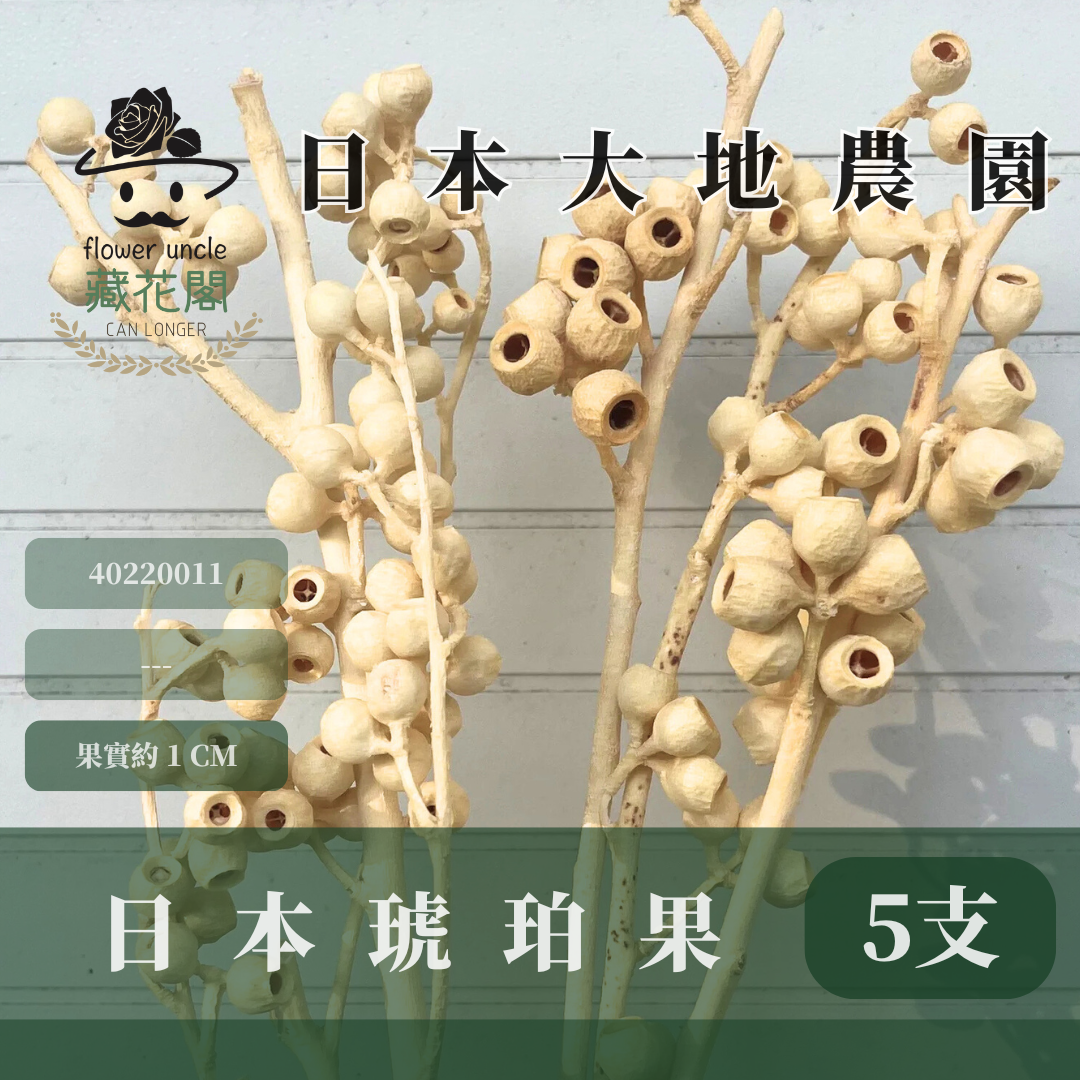 40220 琥珀果 アンバーナッツ 日本大地農園 約27～35cmL 日本進口