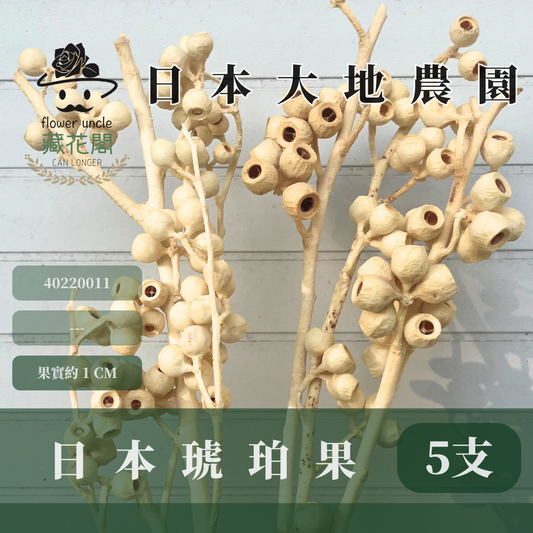 40220 琥珀果 アンバーナッツ 日本大地農園 約27～35cmL 日本進口