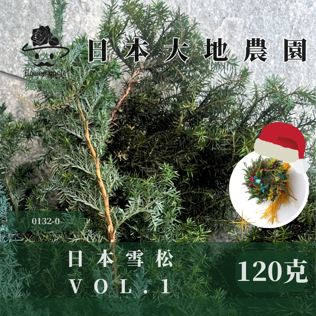 01320 雪松 日本大地農園 永生雪松 ヒムロスギ 日本雪松