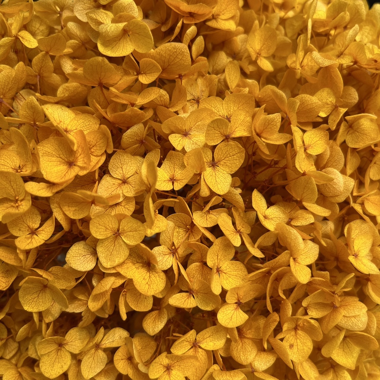 ✿ 台灣現貨 ✿ PF005-S 安娜繡球(約10克）盒裝 繡球 紫陽花
