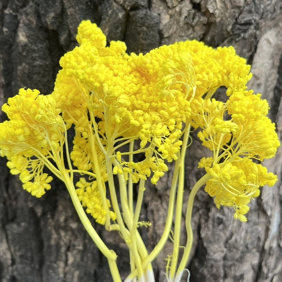✿ 台灣現貨 ✿ PA024s 大香菊 小包(副本)