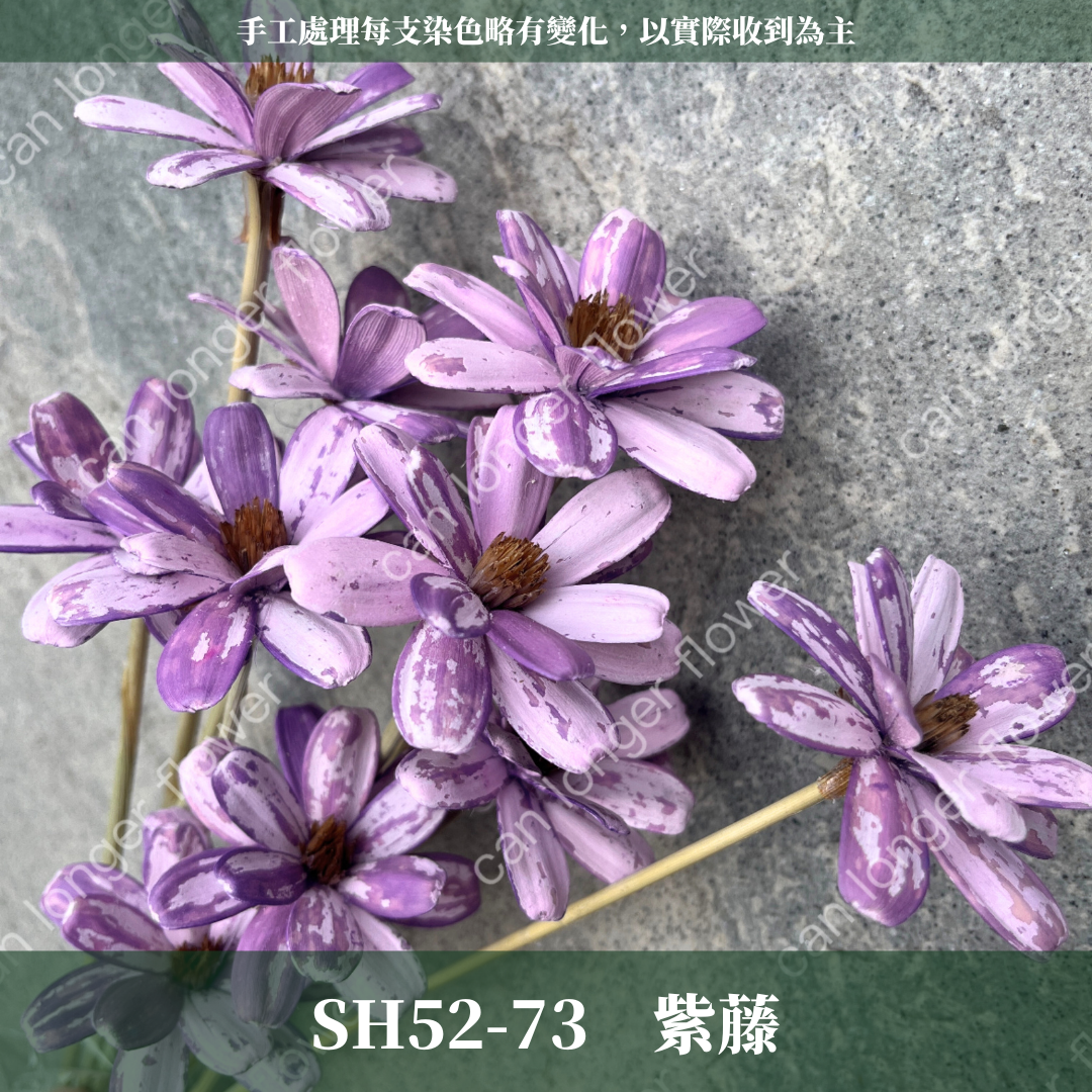 SH52 瓜子花 原裝 10支裝 台灣現貨