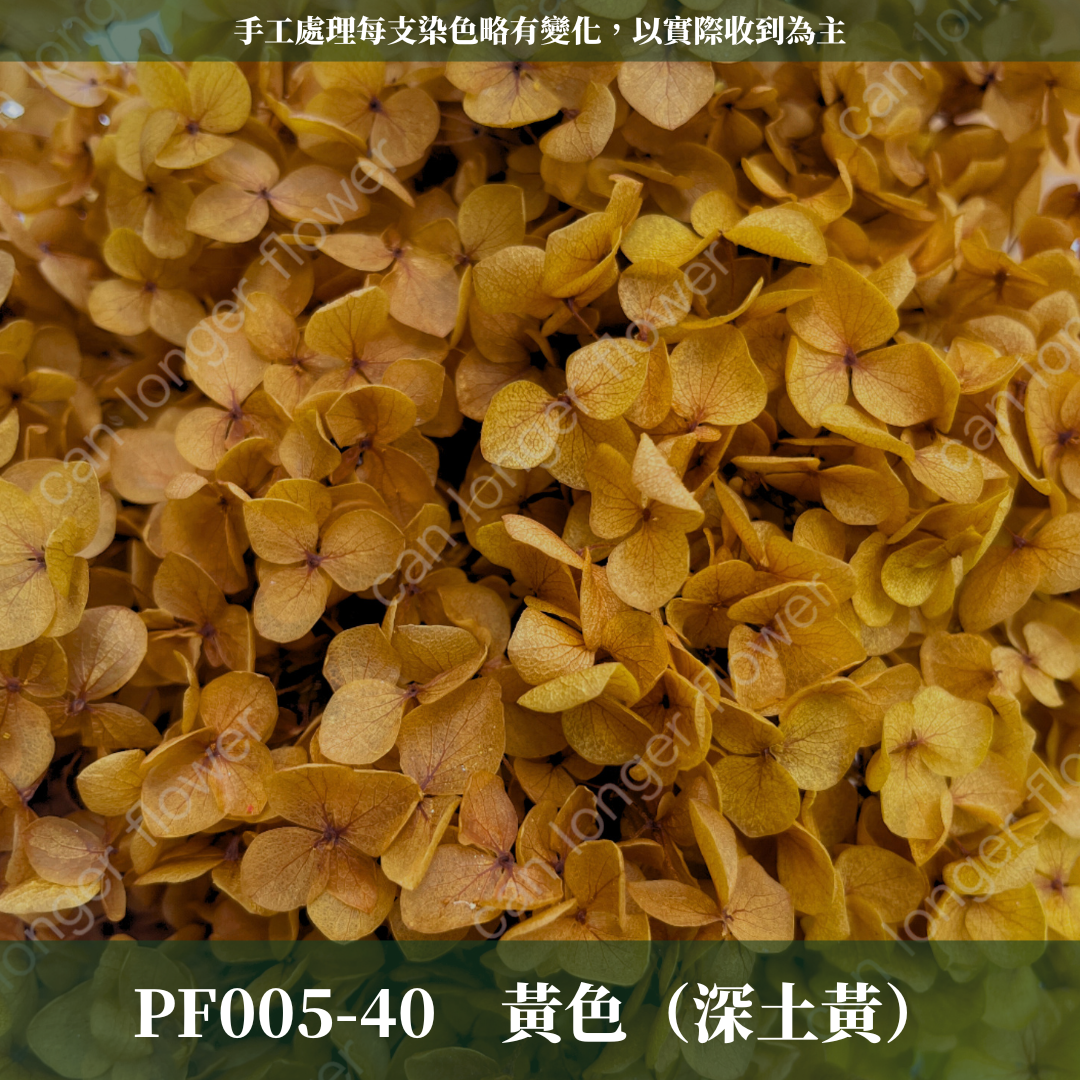 PF005-S 安娜繡球(約10克）盒裝 繡球 紫陽花 台灣現貨