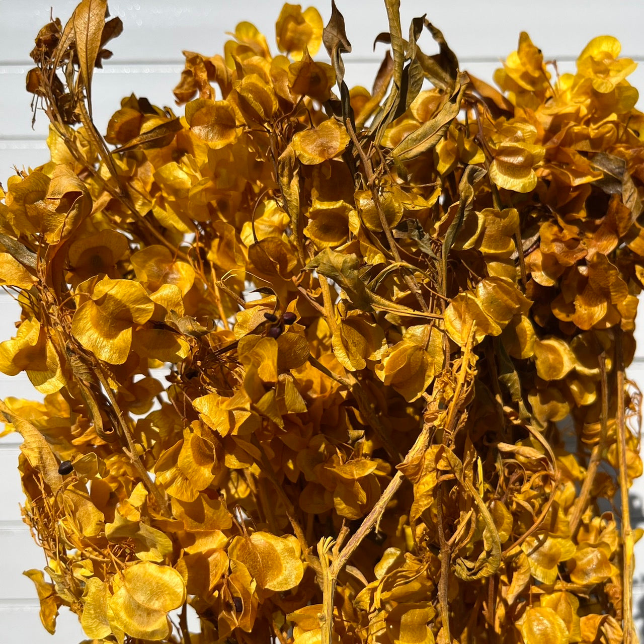 【台灣現貨】PA033蝴蝶花 迎客豆 風鈴 永生 原裝/小份 不凋花 盆花 插花 手工花