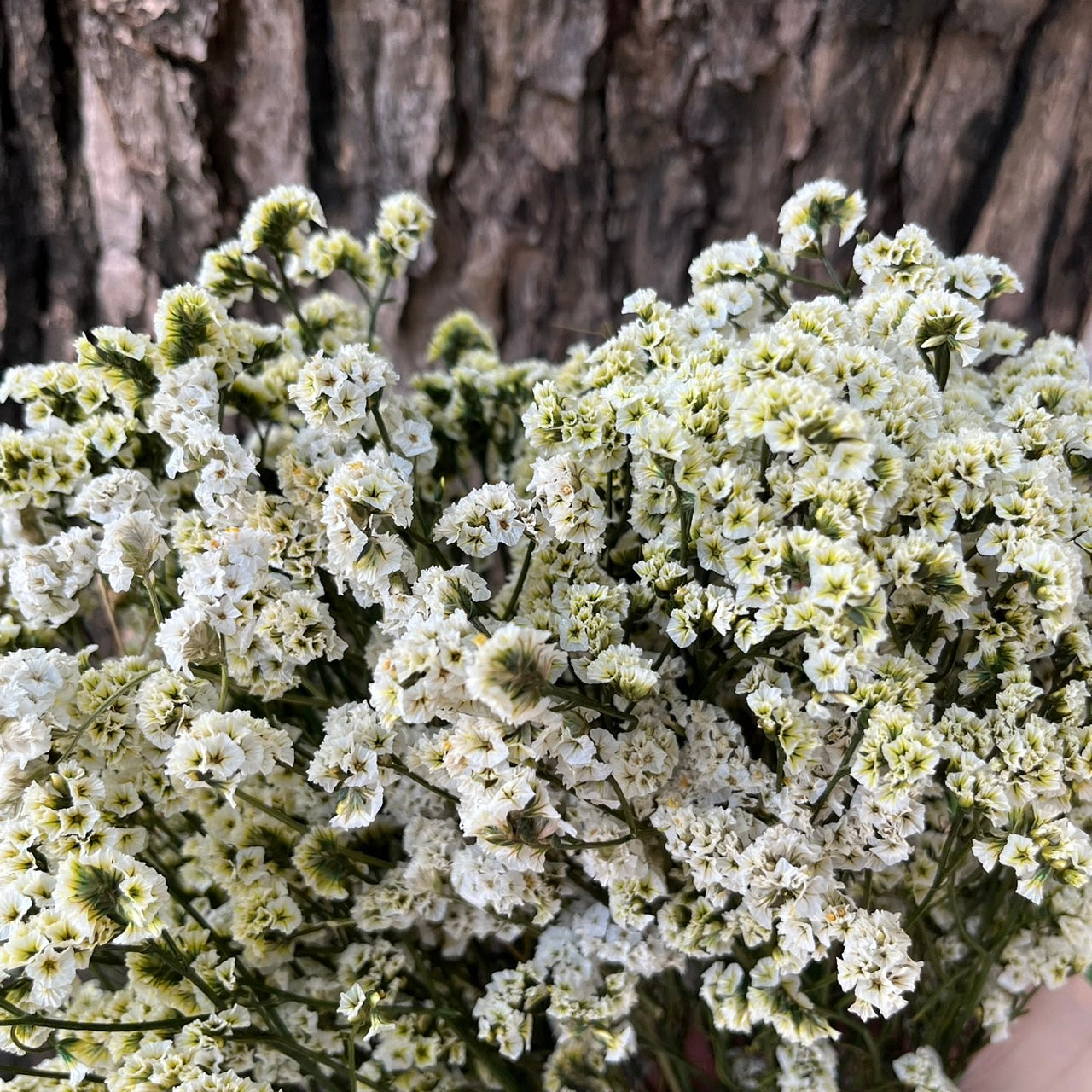 【台灣現貨】PF008水晶花 水晶草 原裝/小份量 滿5把送隨機贈品 居家裝飾花材 手作 花藝設計 居家佈置 攝影