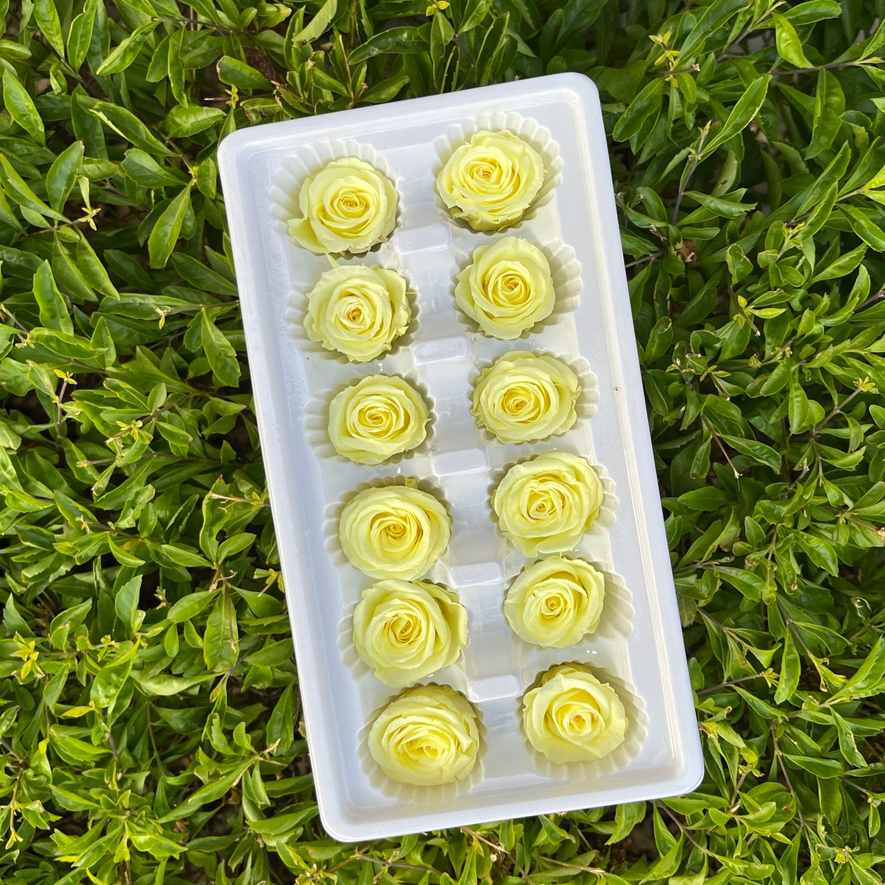 R12 十二輪玫瑰