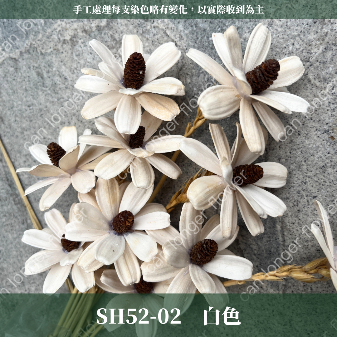 SH52 瓜子花 單朵 小份量  台灣現貨