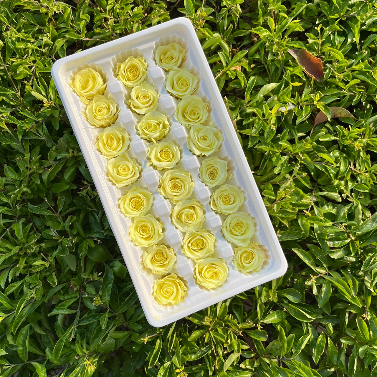 ✿ 台灣現貨 ✿ R21 永生玫瑰 2~3cm玫瑰 Ａ級 21朵裝 不凋花 永生花