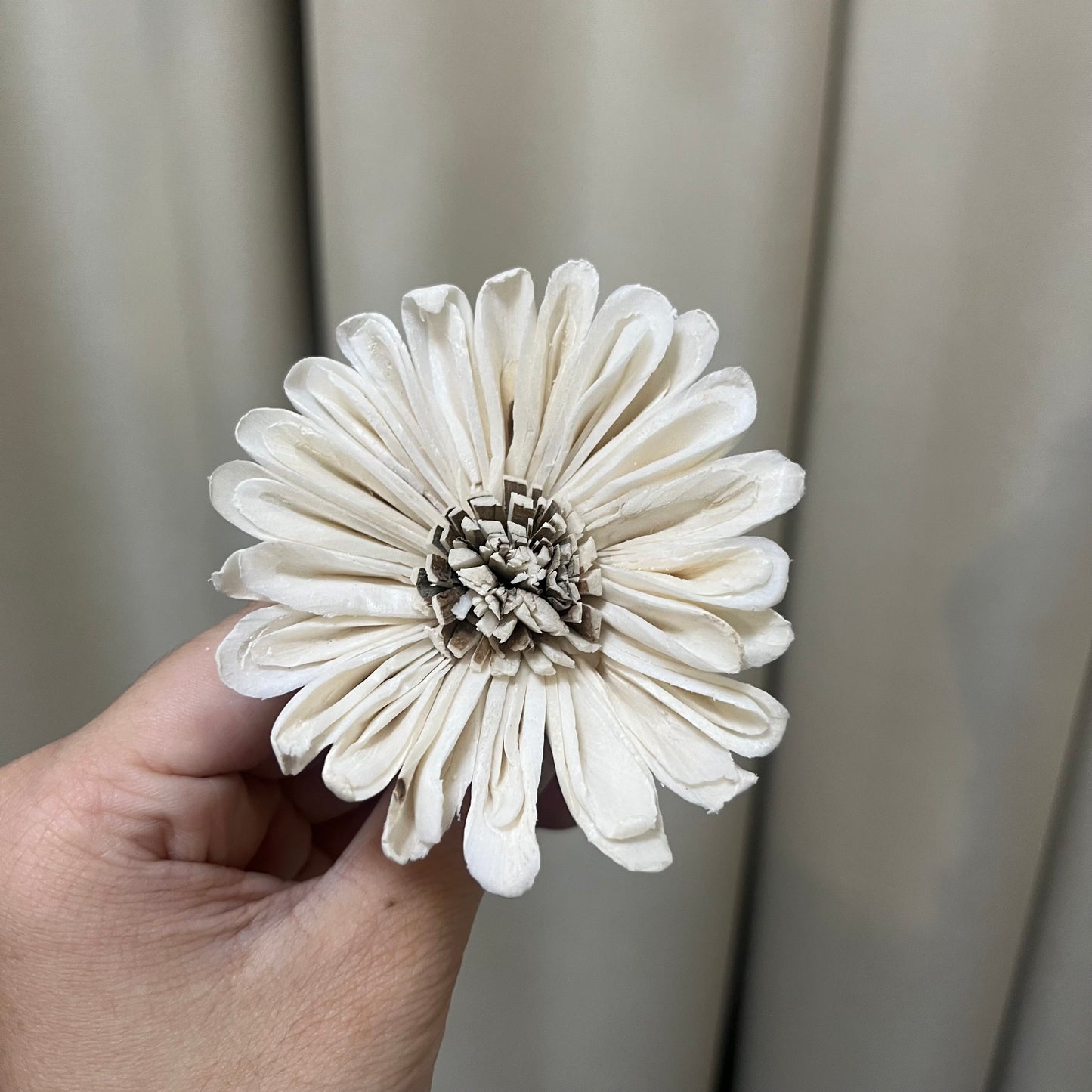 ✿ 台灣現貨 ✿ S-I 索拉花 6CM 通草花 擴香花 太陽菊 非洲太陽