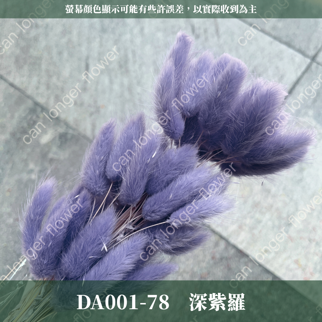 DA001 兔尾草 原裝約50-60支 台灣現貨