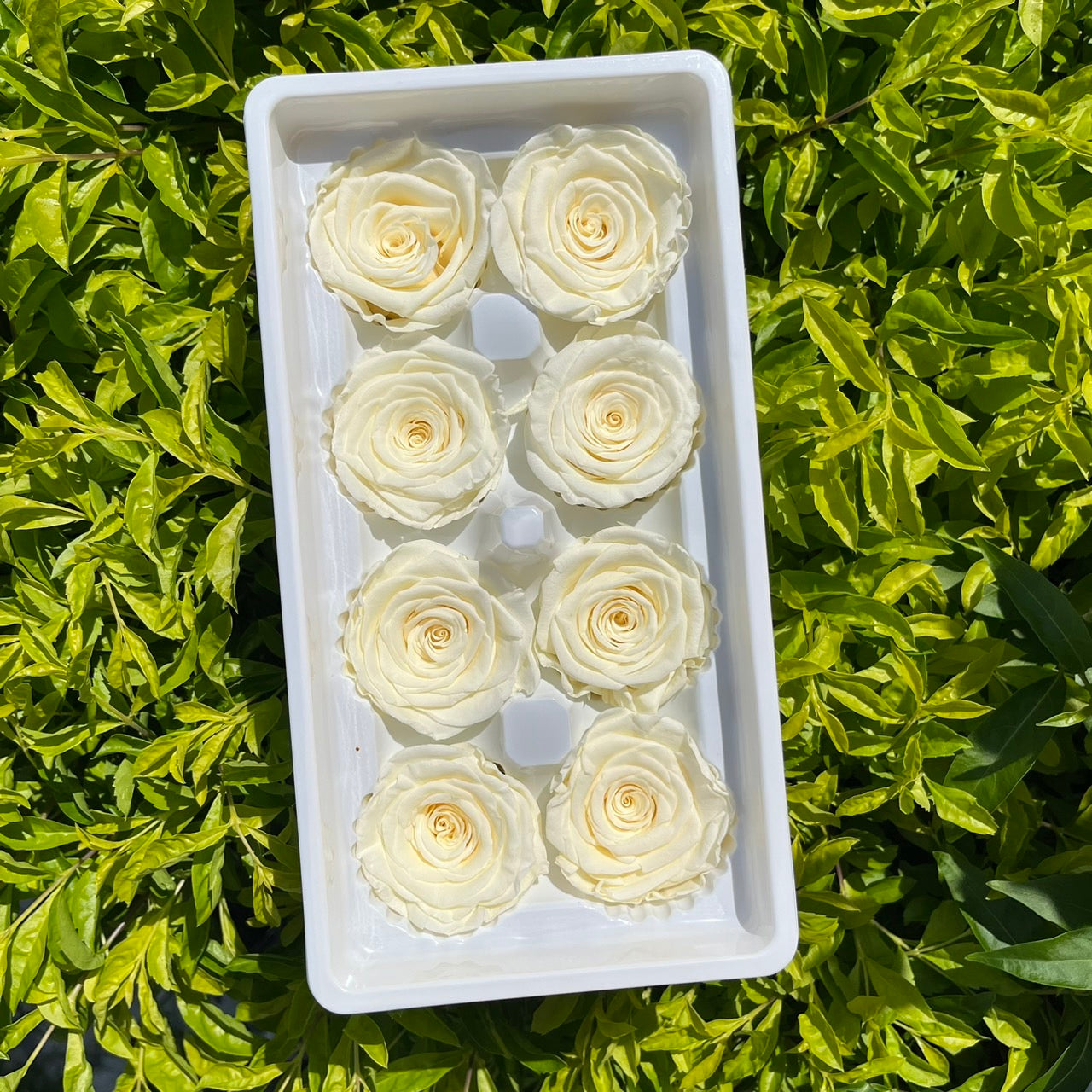 R08 八輪玫瑰