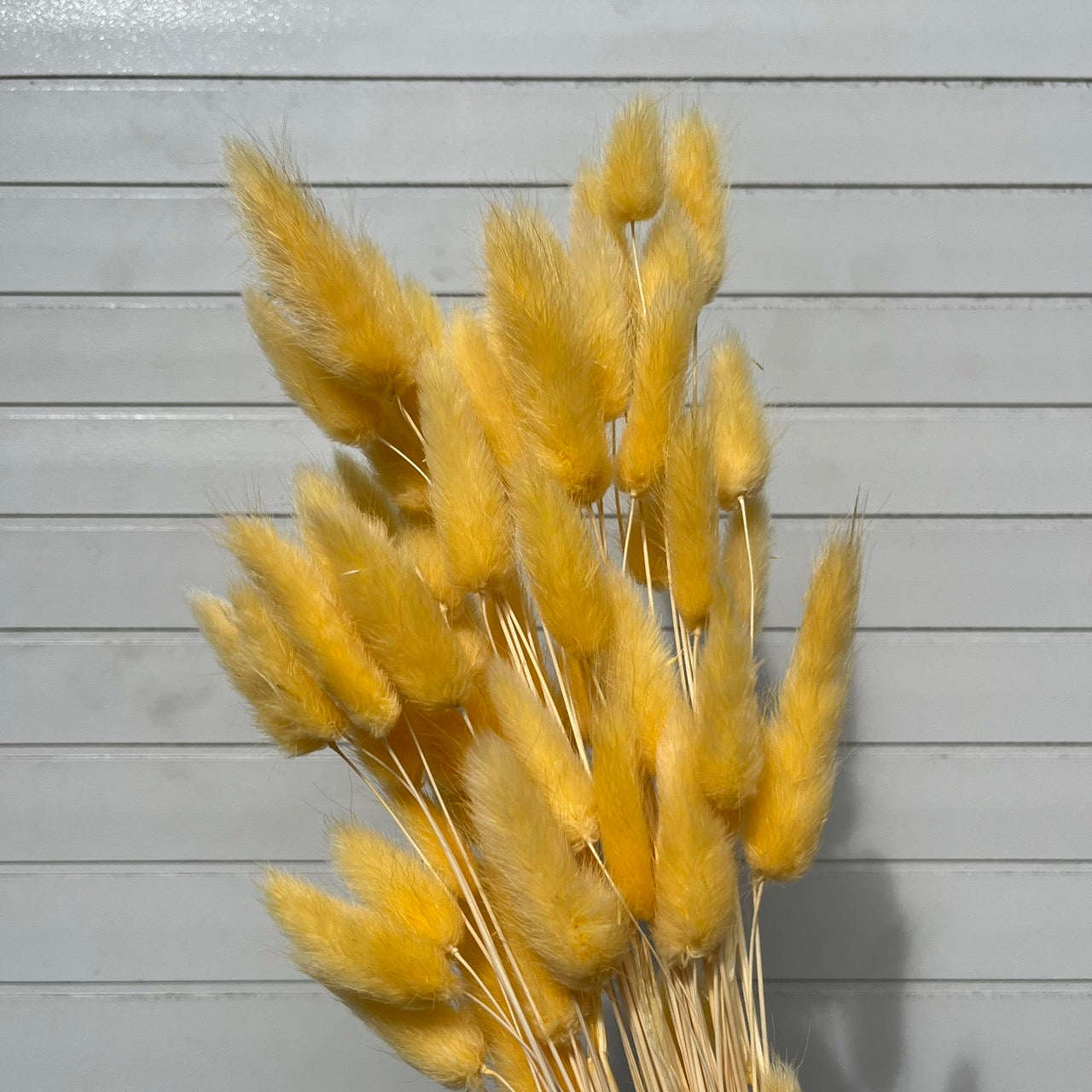 ✿ 台灣現貨 ✿ DA001s兔尾草 10支