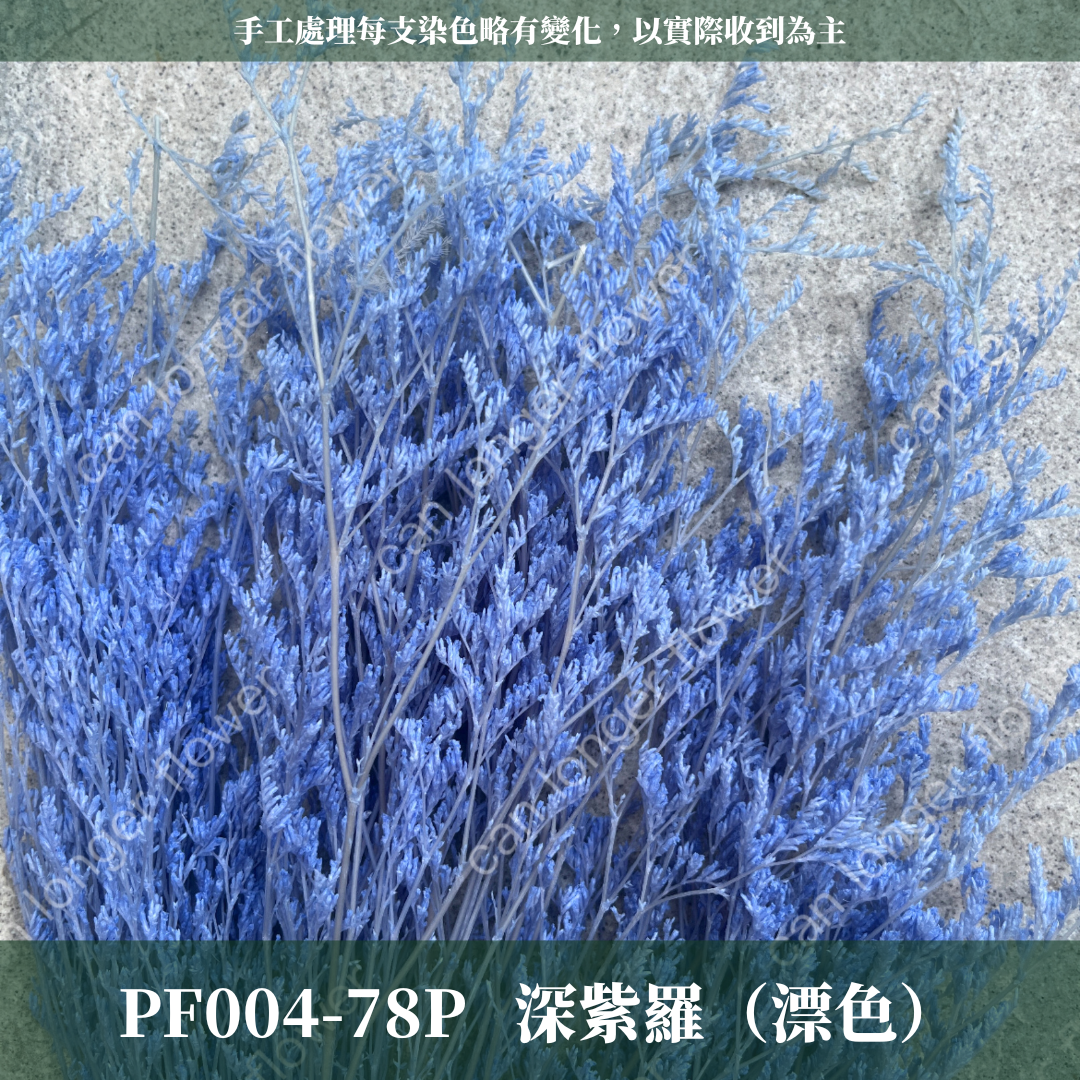 PF004 卡斯比亞/情人草 原裝 台灣現貨