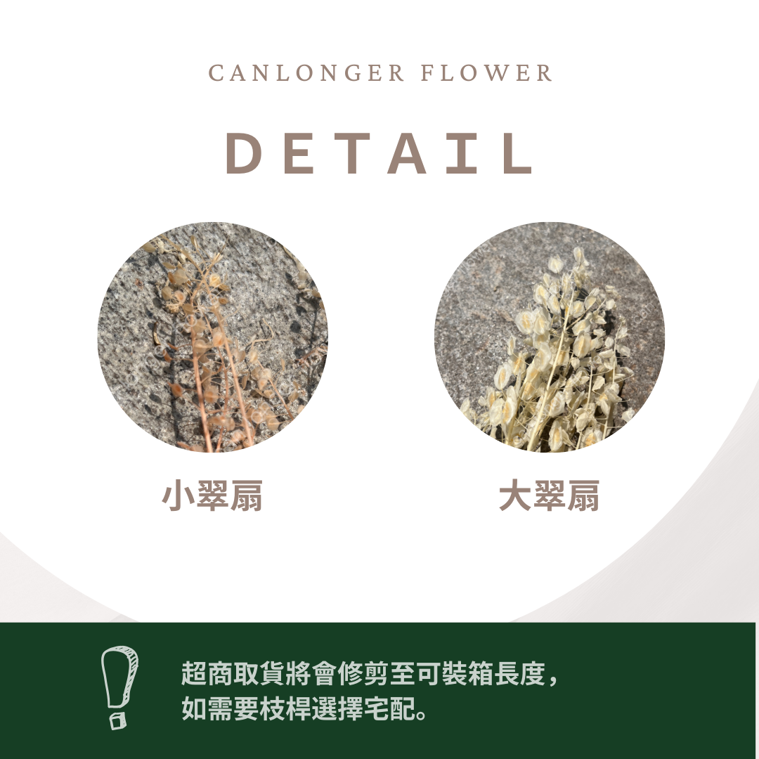 ✿ 台灣現貨 ✿ PA059-s 大翠扇