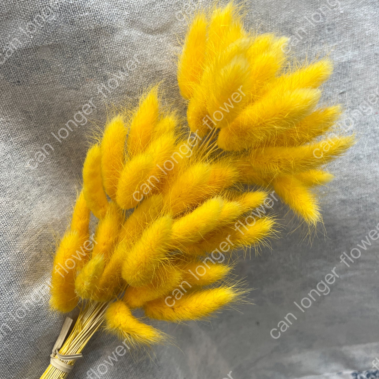 ✿ 台灣現貨 ✿ DA001 兔尾草 原裝約50-60支