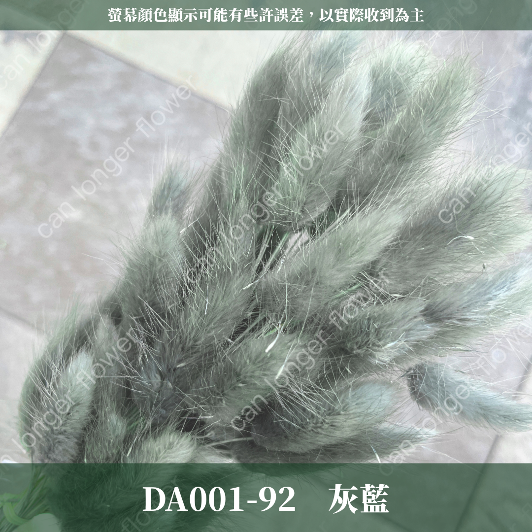 DA001 兔尾草 原裝約50-60支 台灣現貨