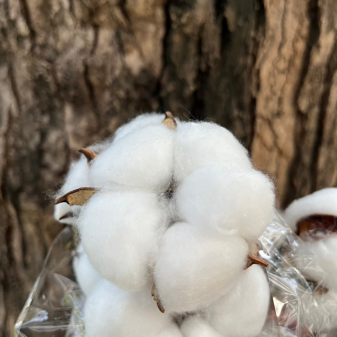 ✿ 台灣現貨 ✿ SH00棉花 原裝 十支裝 手工花