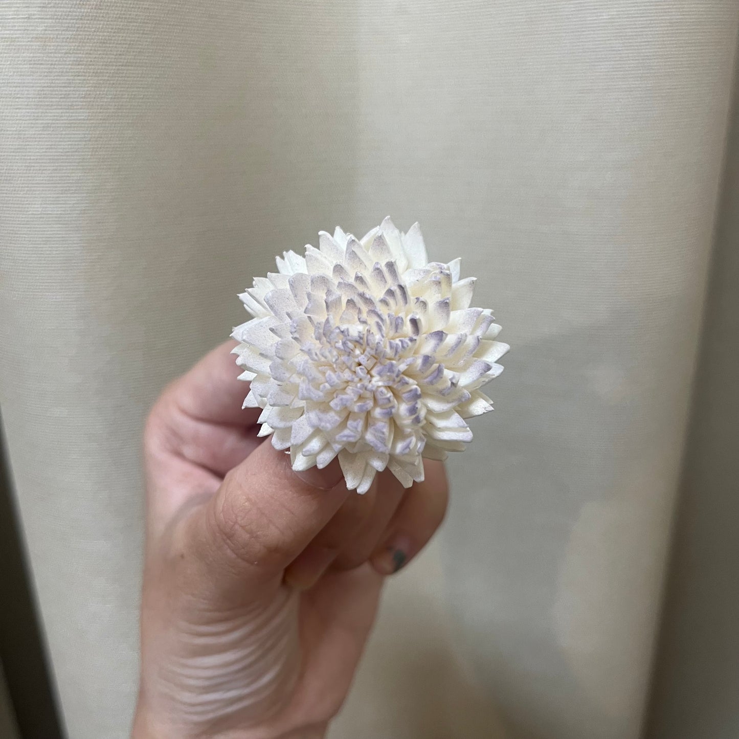 ✿ 台灣現貨 ✿ S-F 索拉花 4CM 通草花 擴香花 國王菊 菊花