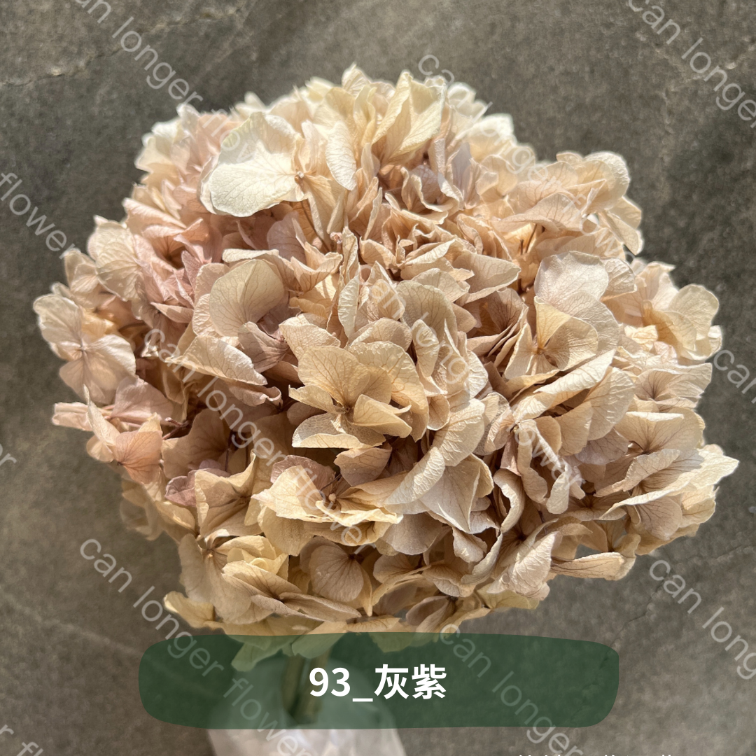 ✿ 台灣現貨 ✿  PF005B大葉繡球