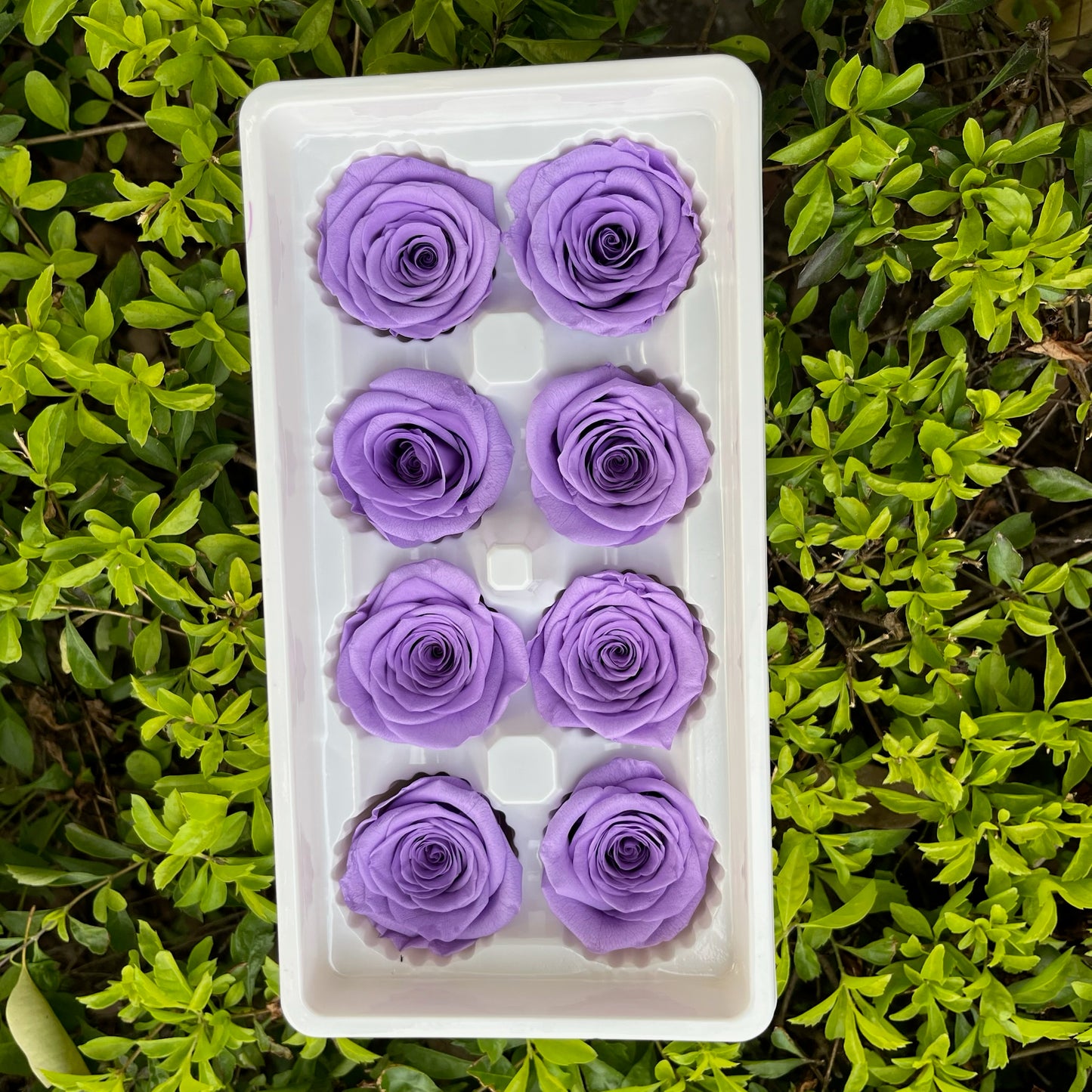 ✿ 台灣現貨 ✿ R08 永生玫瑰 4-5cm 原裝 8朵裝 永生花