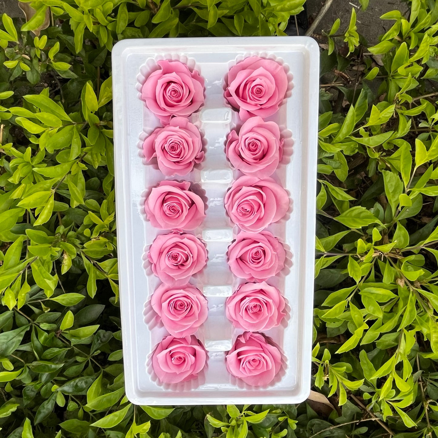R12 十二輪玫瑰