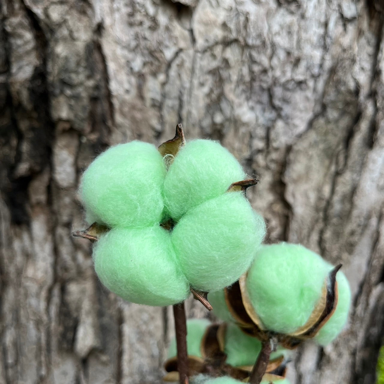 ✿ 台灣現貨 ✿ SH00棉花 原裝 十支裝 手工花
