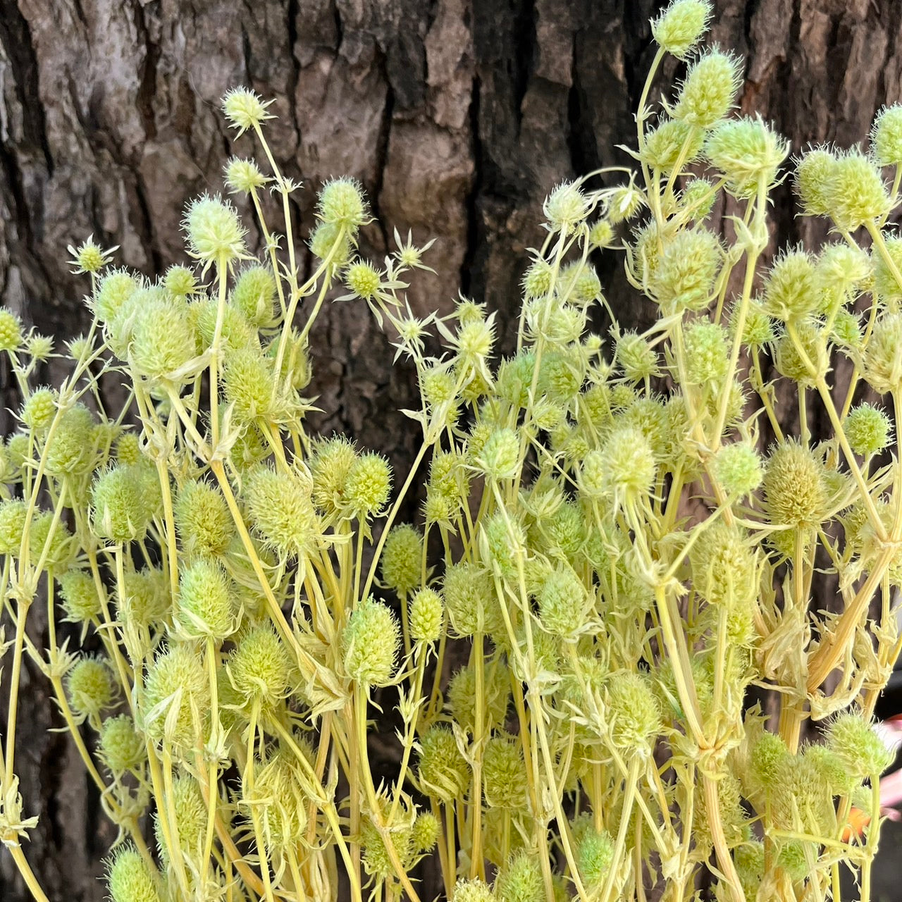 【台灣現貨】PA042小薊果 紫薊花 刺芹花 小薊花 永生 原裝/小份 拍攝拍照背景 捧花 婚禮小物 居家佈置 裝飾