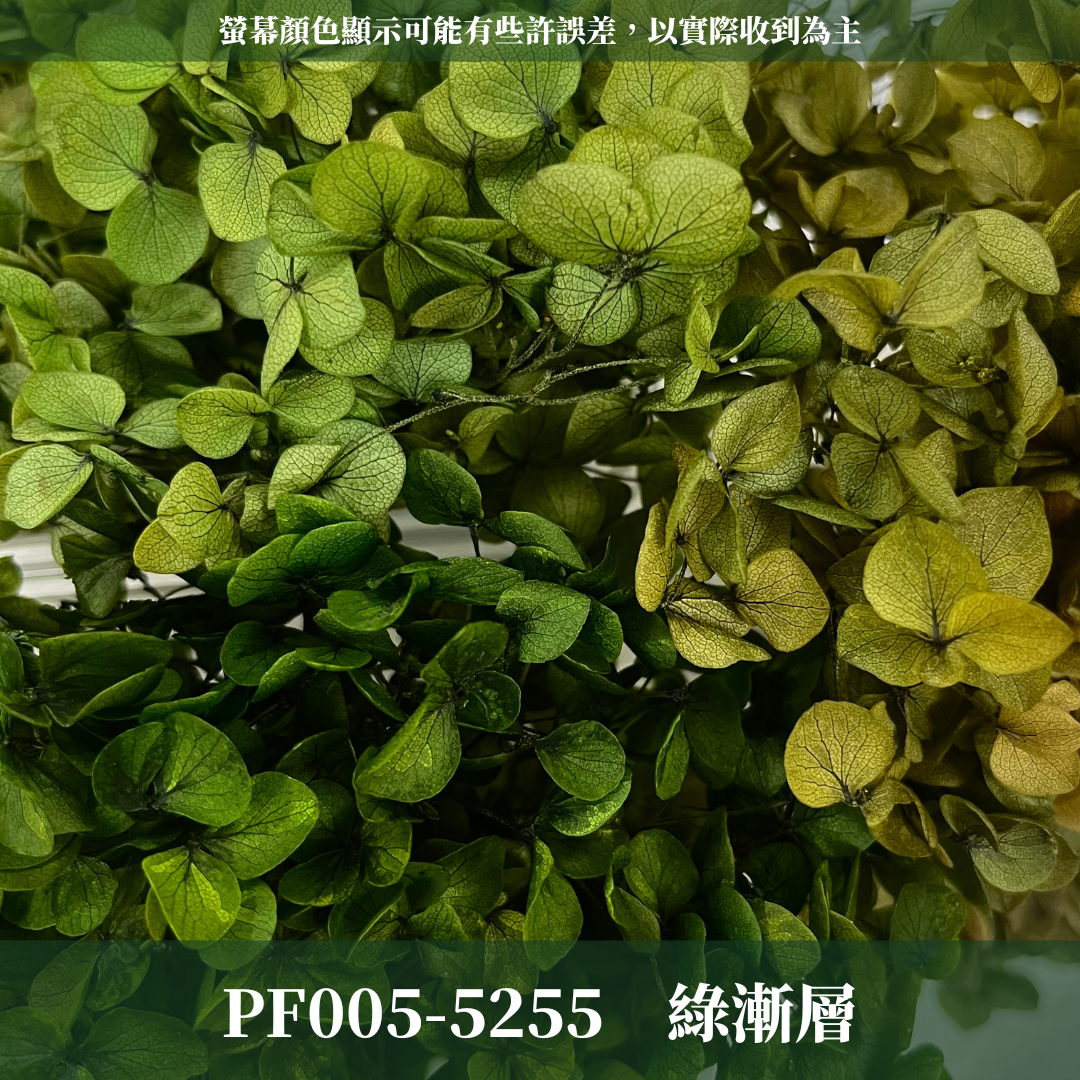 PF005-S 安娜繡球(約10克）盒裝 繡球 紫陽花 台灣現貨