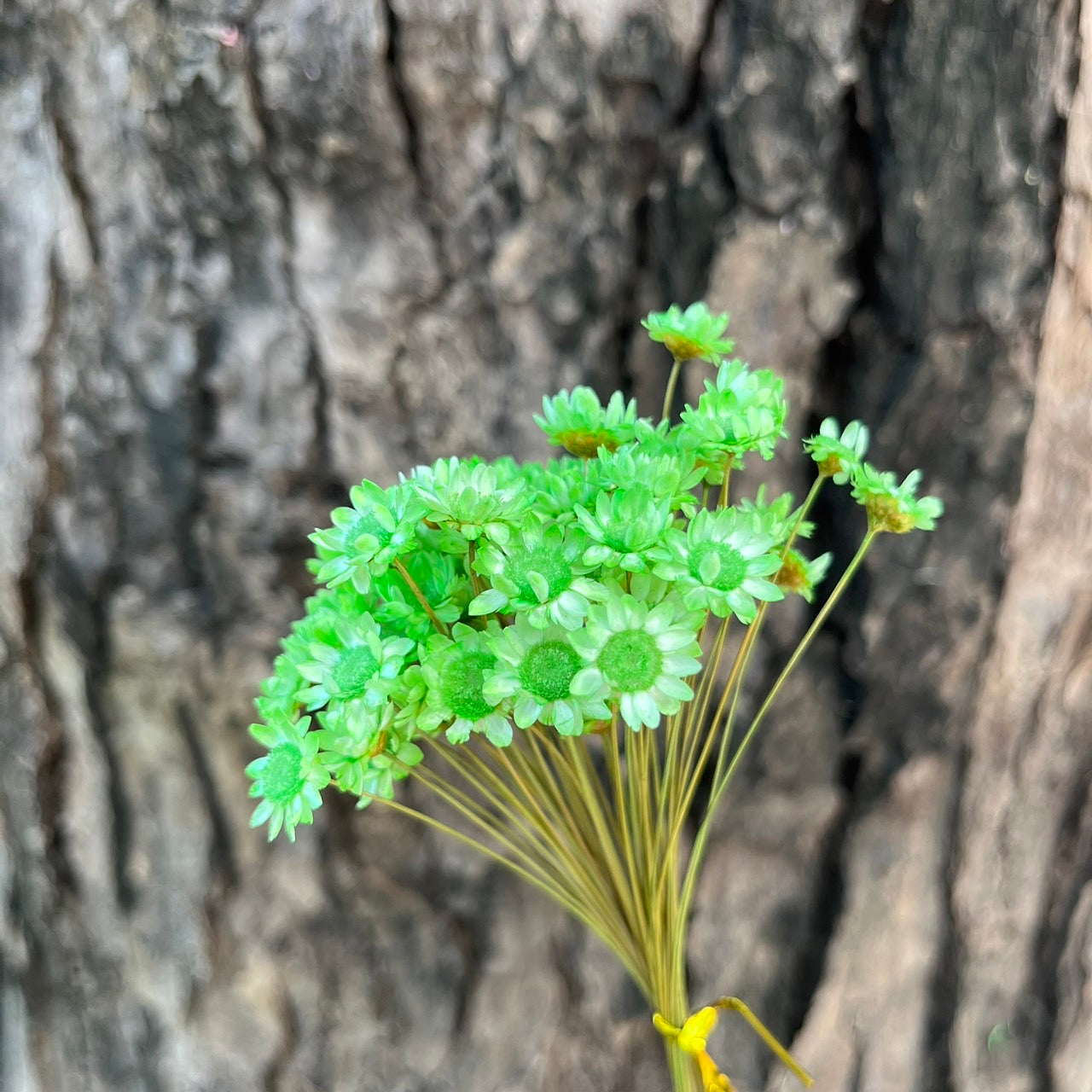 【台灣現貨】DA023小星花 巴西小星花 小雛菊 繁星花 乾燥 原裝/小份量 點綴花材 花束 室內裝飾 DIY