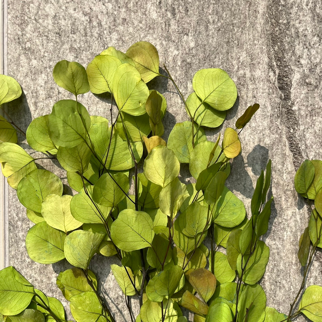 ✿ 台灣現貨 ✿ PL003 DL003 蘋果葉尤加利