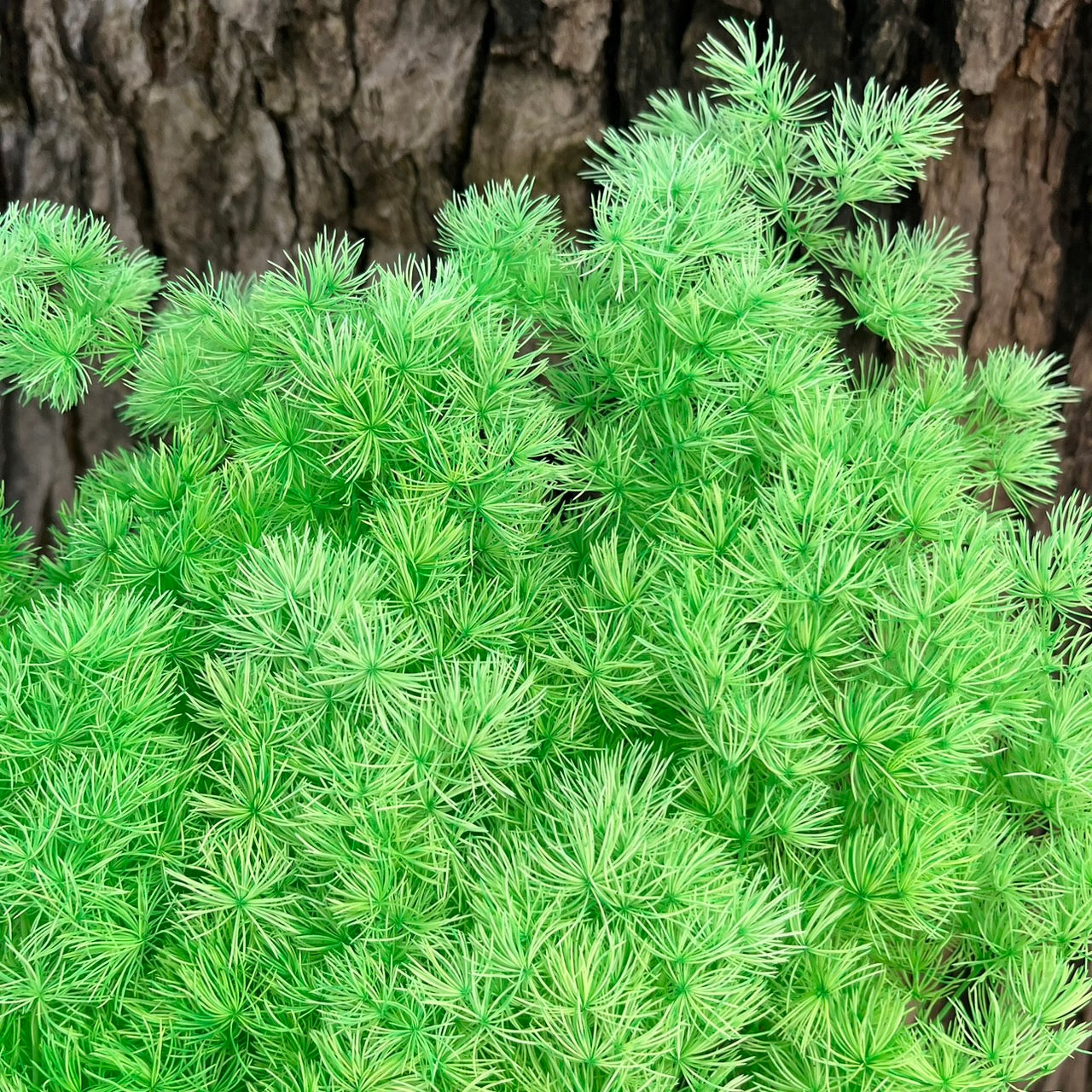 【台灣現貨】PF006蓬萊松 雪松 繡球松 水松 松葉文竹 經濟包 聖誕節 佈置 滿5把送隨機贈品 網紅拍攝