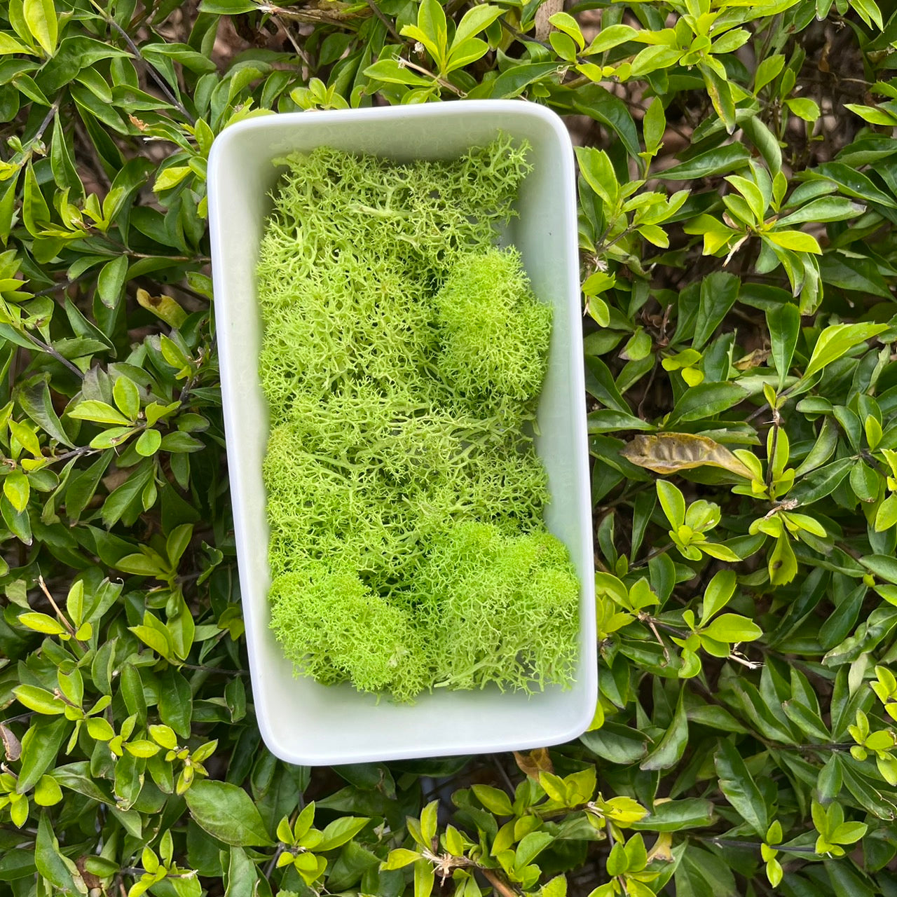 【台灣現貨】PF018永生馴鹿苔 苔癬 水草 MOSS 經濟包/小份量 模型草地 聖誕節佈置 攝影道具 裝飾