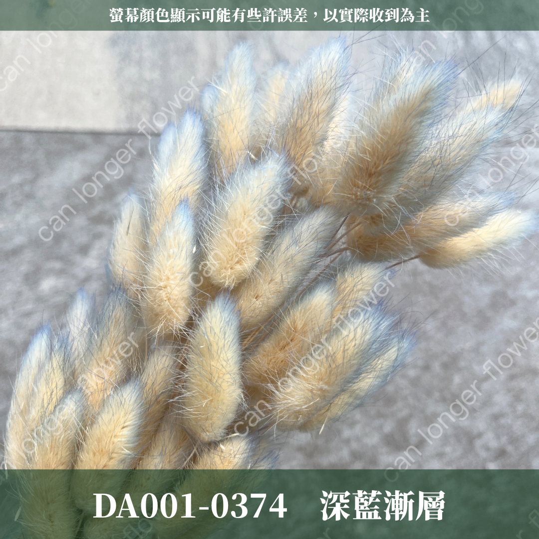 DA001 兔尾草 原裝約50-60支 台灣現貨