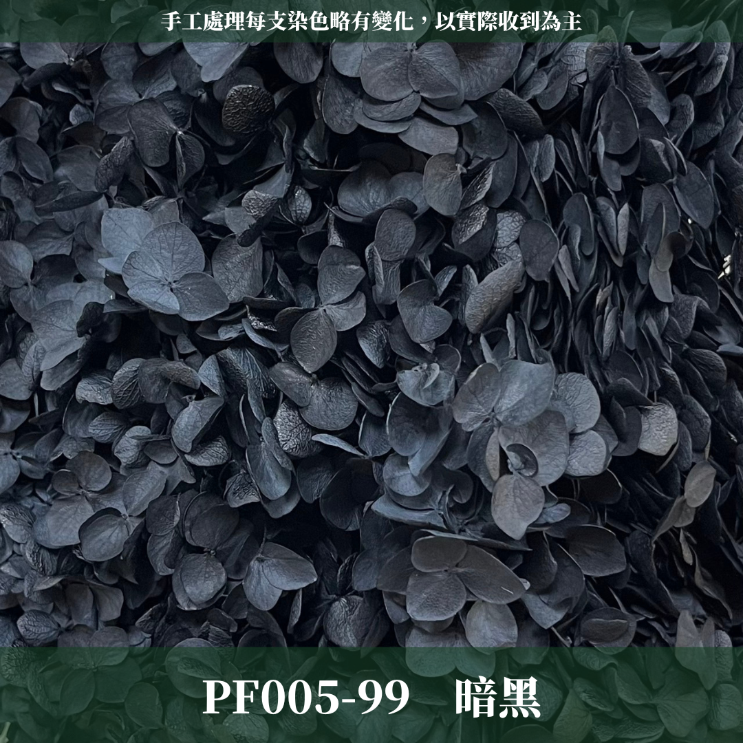 PF005 安娜繡球 單支 繡球花 台灣現貨 繡球 紫陽花