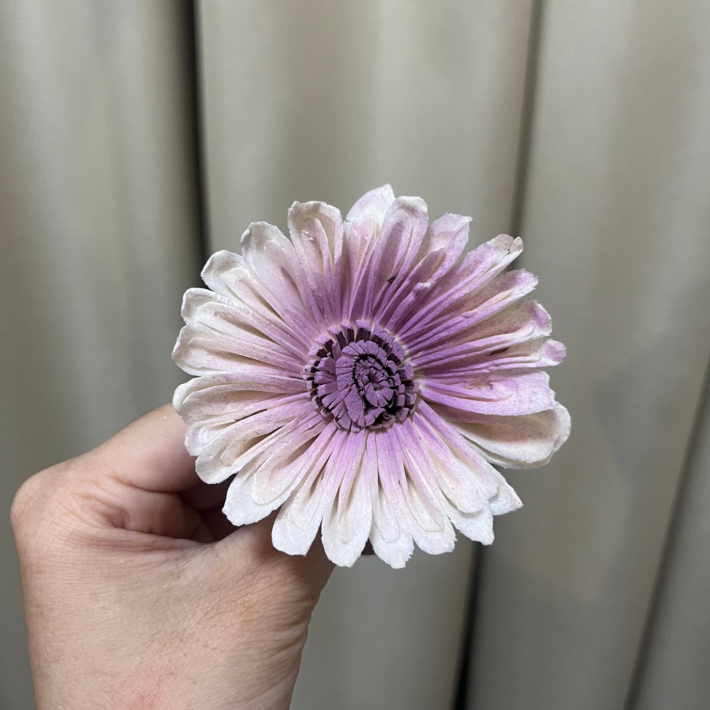✿ 台灣現貨 ✿ S-I 索拉花 6CM 通草花 擴香花 太陽菊 非洲太陽