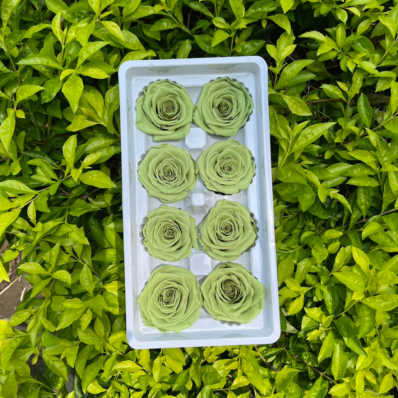 ✿ 台灣現貨 ✿ R08 永生玫瑰 4-5cm 原裝 8朵裝 永生花