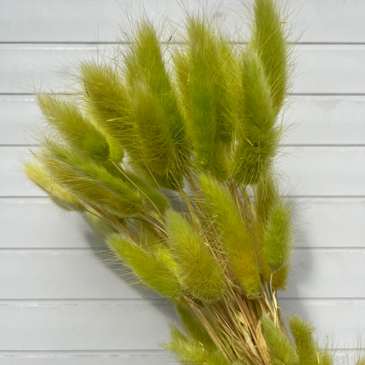 ✿ 台灣現貨 ✿ DA001s兔尾草 10支