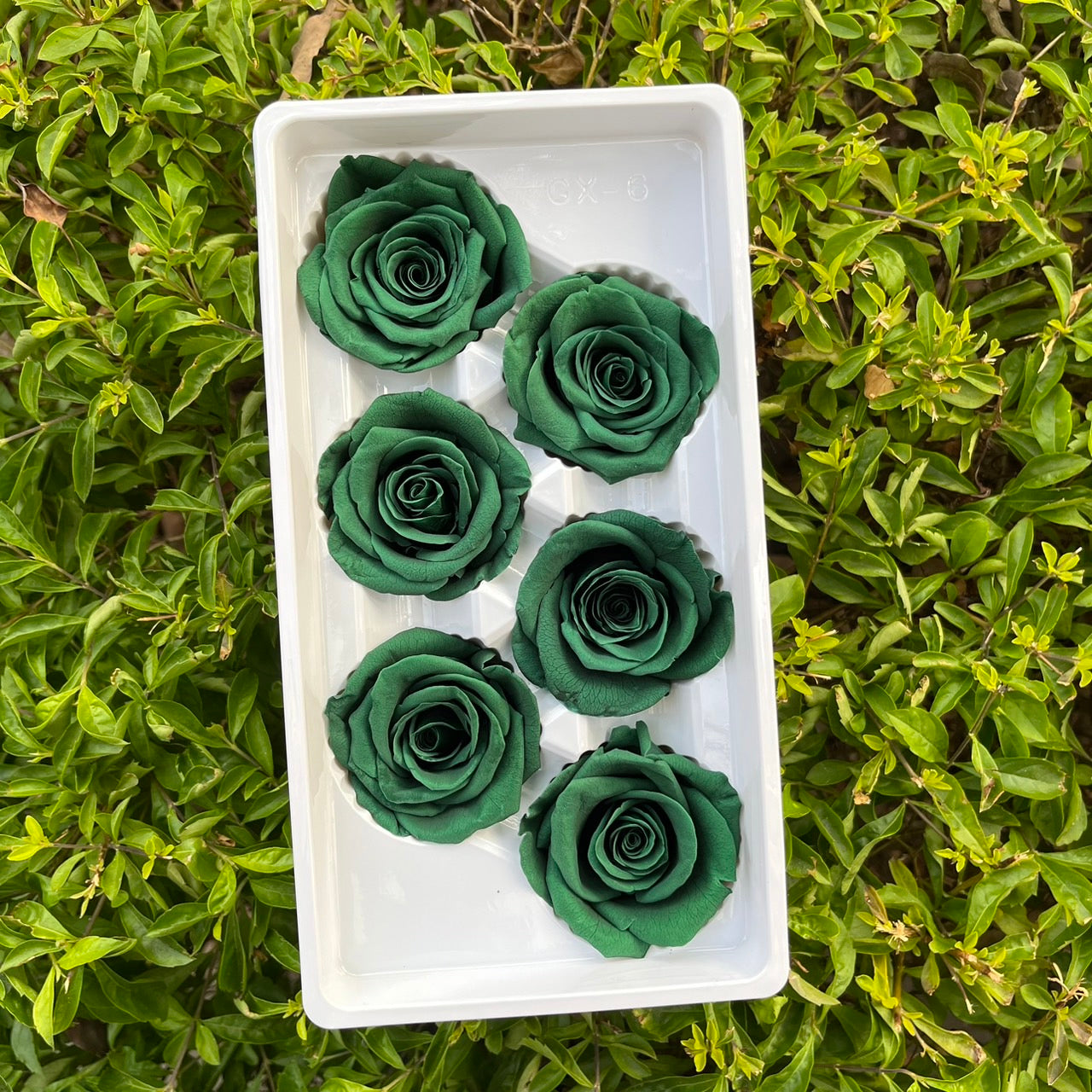 *** R06 永生玫瑰 5~6cm玫瑰 Ａ級 6朵裝 不凋花 小香風玫瑰 色彩款式齊全 莫蘭迪
