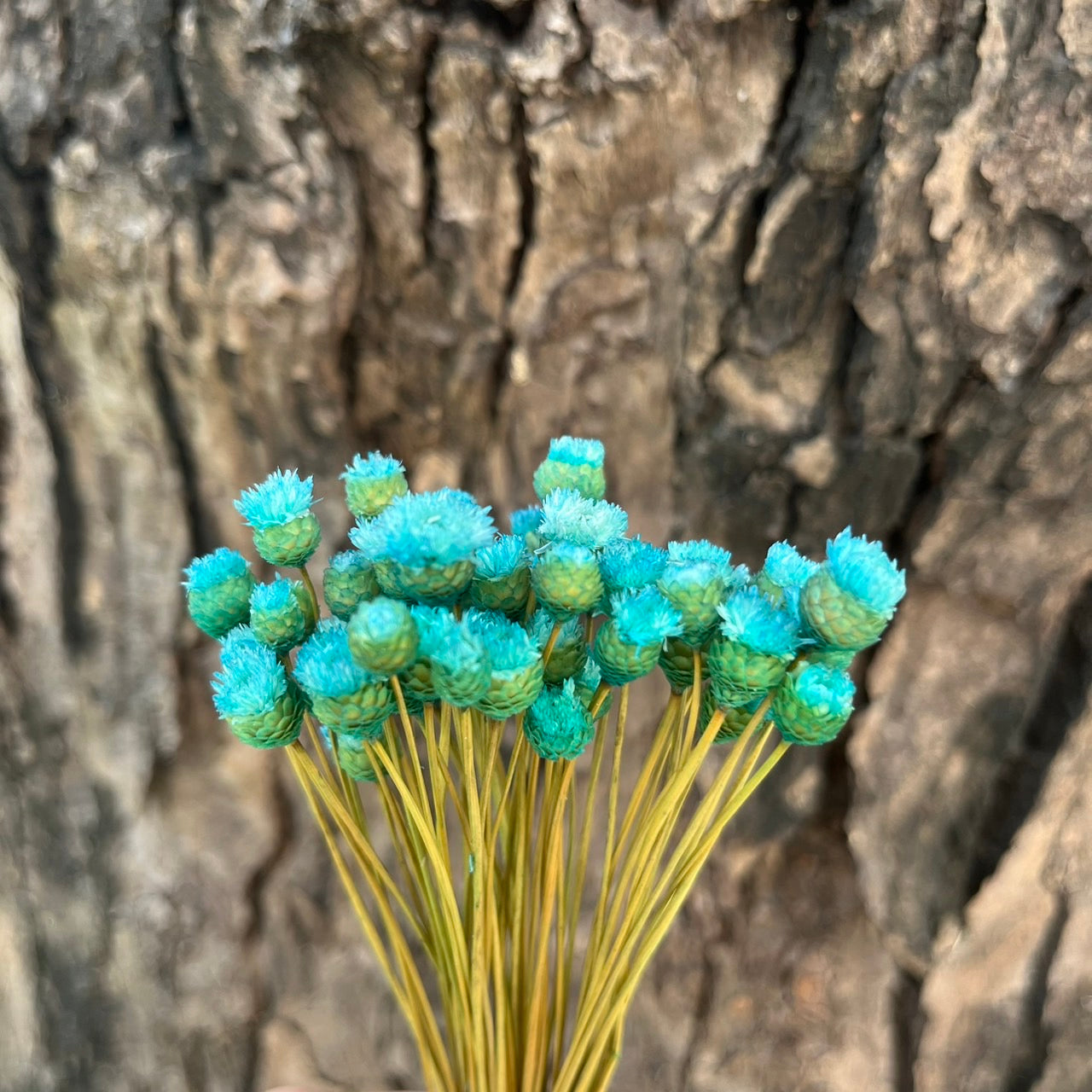 【台灣現貨】DA051巴西快樂花 巴西小菊 乾燥花 原裝/小份量 迷你小花 DIY乾燥花 拍攝道具 家居裝飾