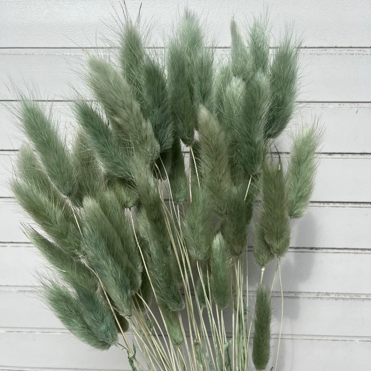 ✿ 台灣現貨 ✿ DA001s兔尾草 10支