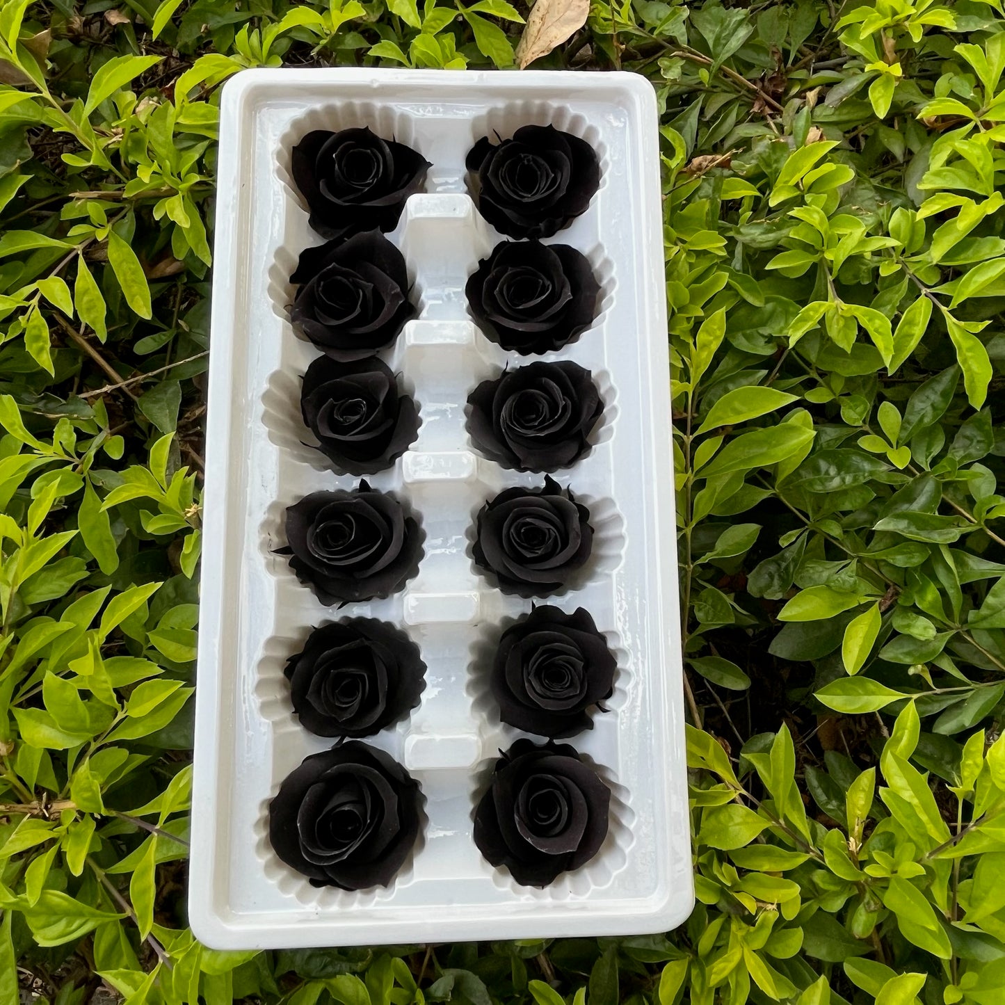 ✿ 台灣現貨 ✿R12 永生玫瑰 3~4cm玫瑰 Ａ級 12朵裝 永生花 不凋花