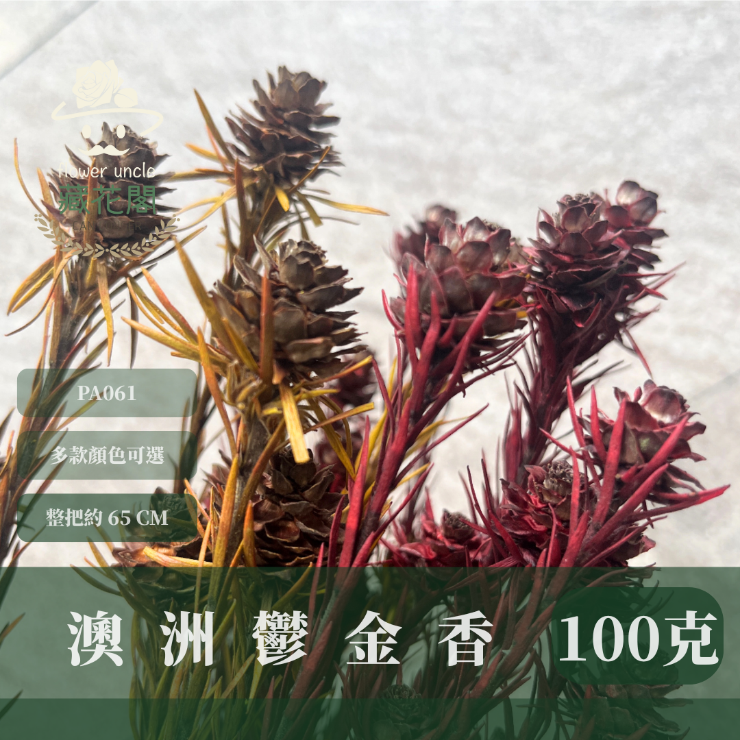 PA061 澳洲鬱金香 寶蓮 約100克 台灣現貨