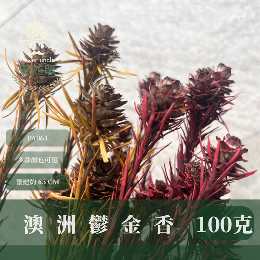 PA061 澳洲鬱金香 寶蓮 約100克 台灣現貨