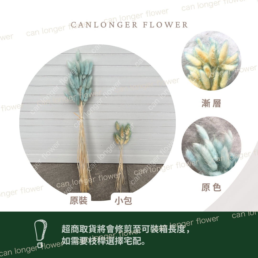 ✿ 台灣現貨 ✿ DA001 兔尾草 原裝約50-60支