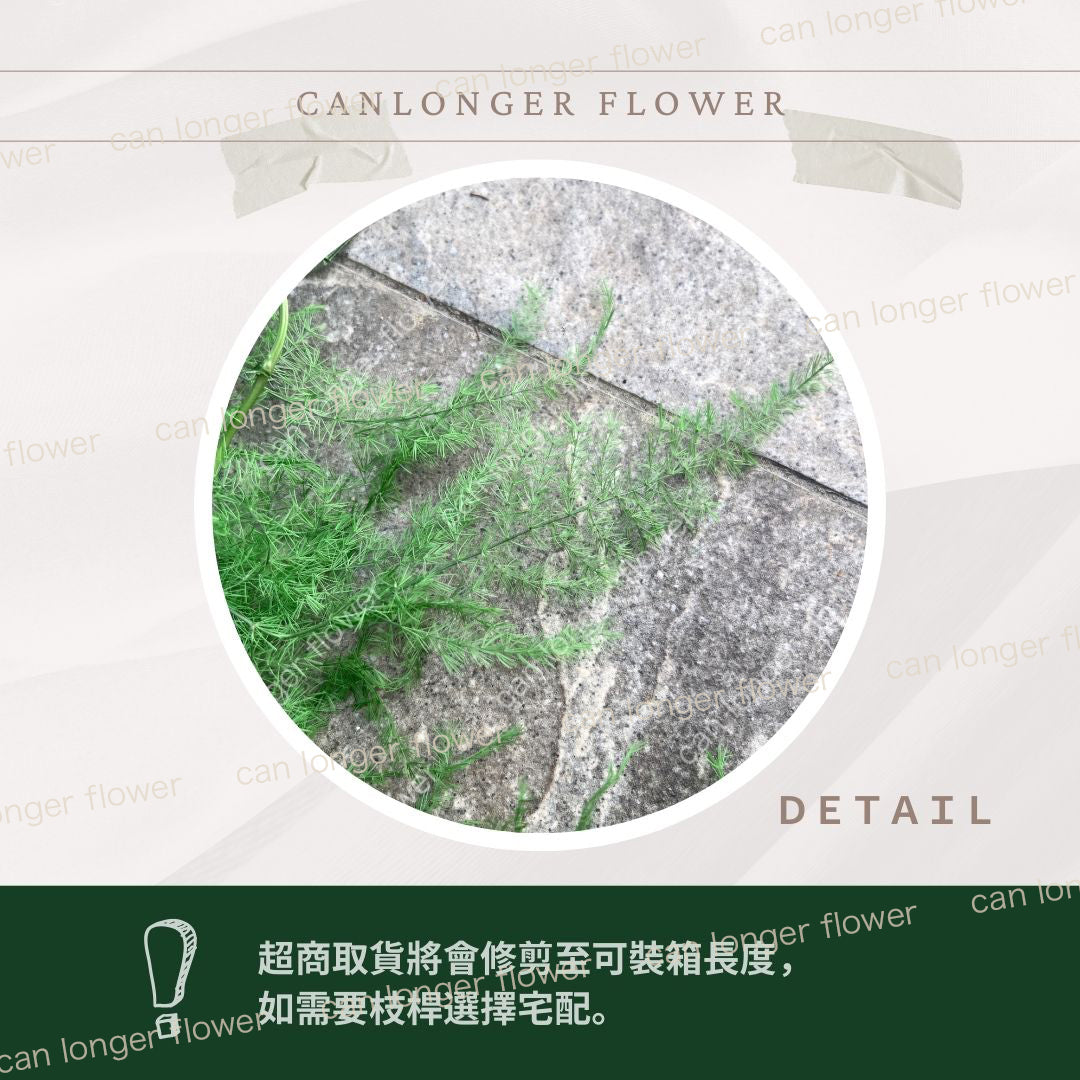 ✿ 台灣現貨 ✿ PA050 文竹 原裝
