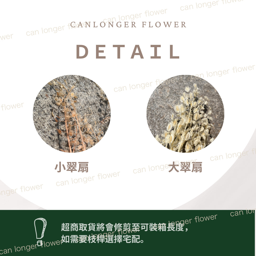 ✿ 台灣現貨 ✿ PA060 小翠扇