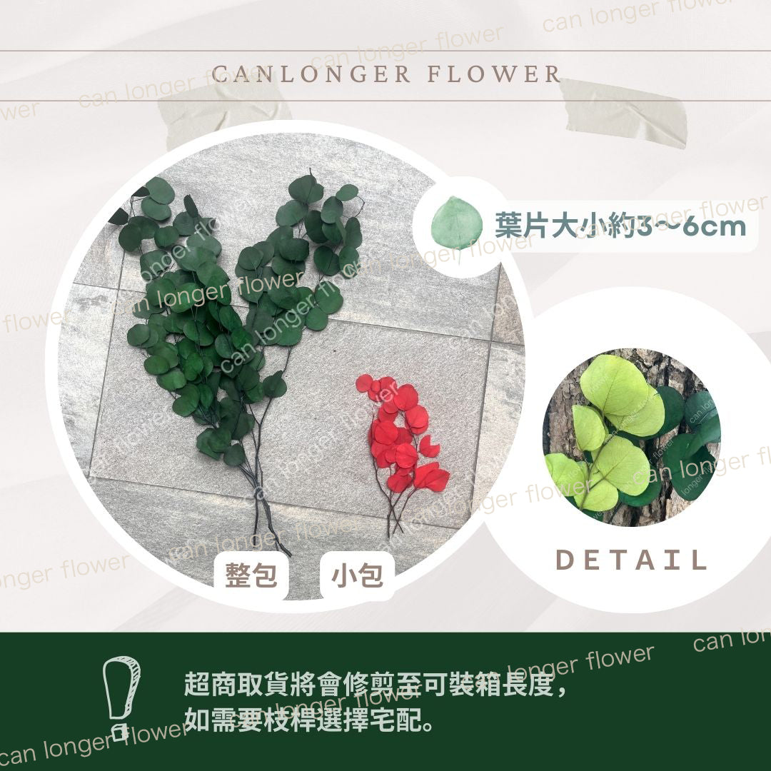 ✿ 台灣現貨 ✿ PL003 DL003 蘋果葉尤加利