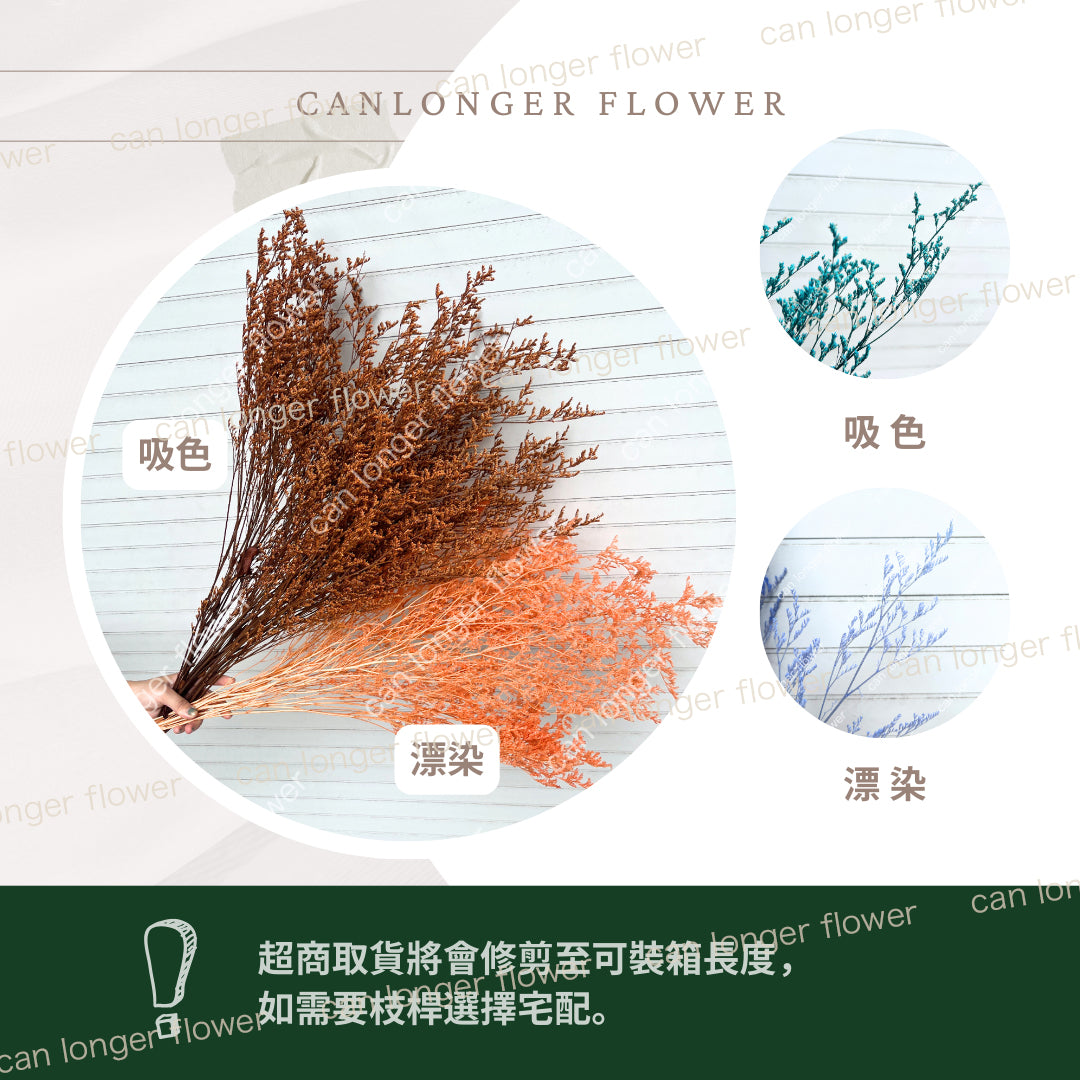 ✿ 台灣現貨 ✿ PF004 卡斯比亞/情人草