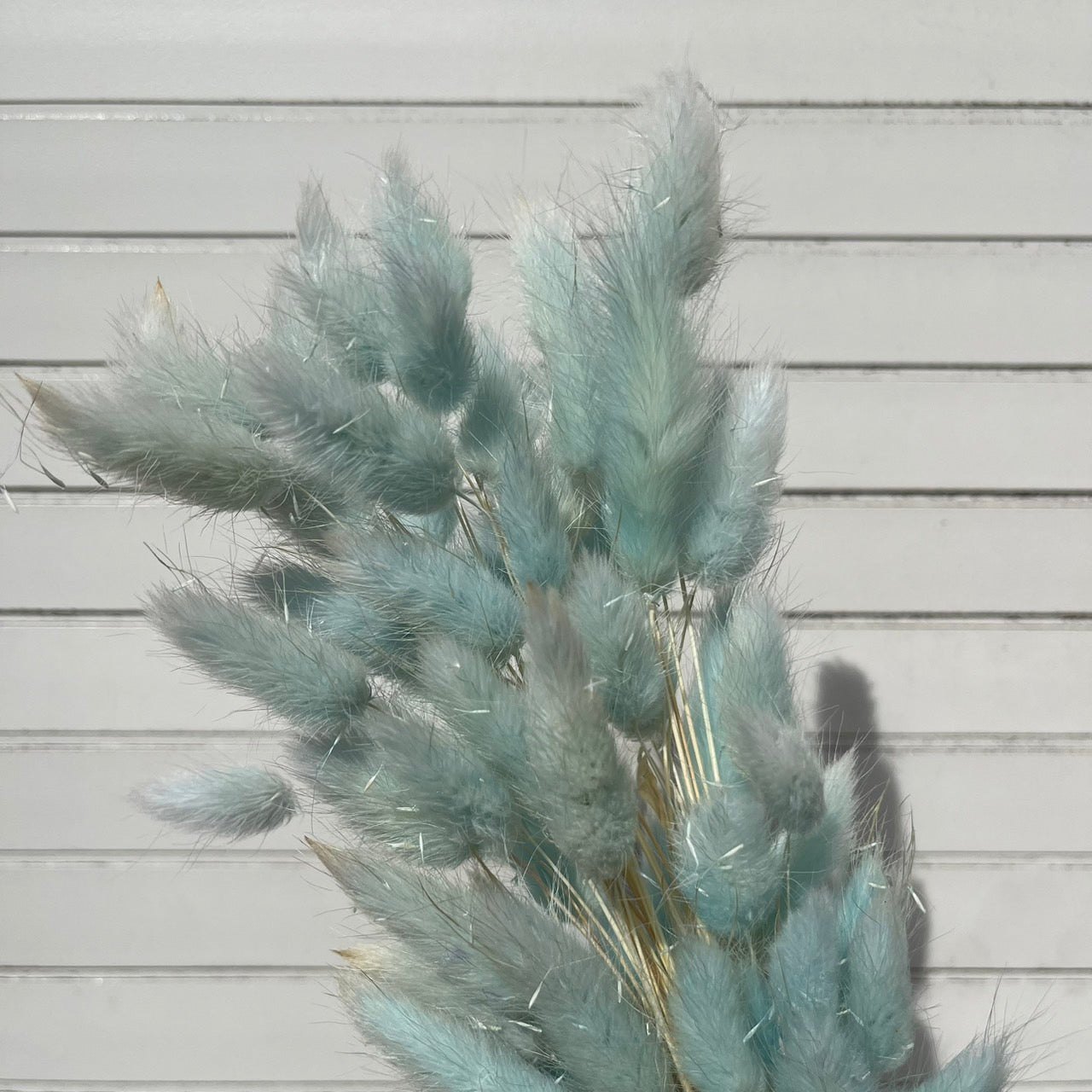 ✿ 台灣現貨 ✿ DA001s兔尾草 10支